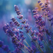 Lavender Dusk