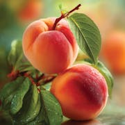 Peach Picking