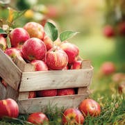 Apple Grove